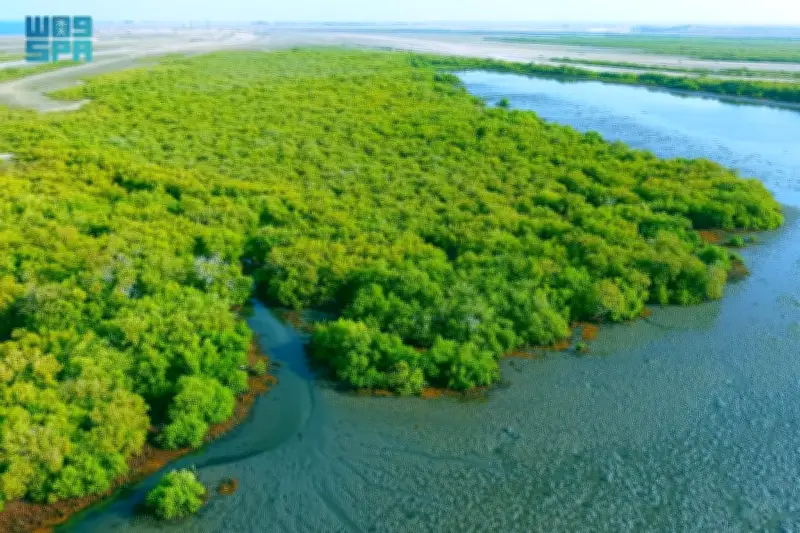 جازان للصناعات الأساسية تزرع 11 مليون شجرة مانجروف لدعم الاستدامة البيئية