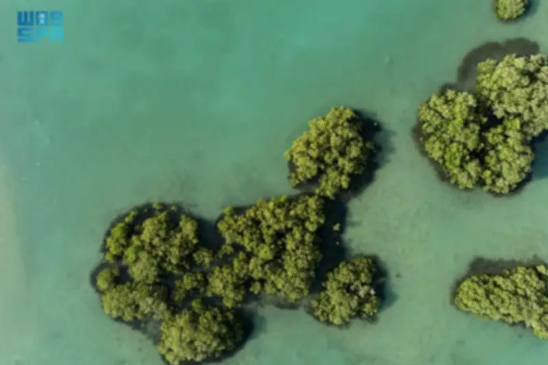 البحر الأحمر الدولية تطلق نموذجاً علمياً لتحقيق مكاسب بيئية صافية 30% بحلول 2040