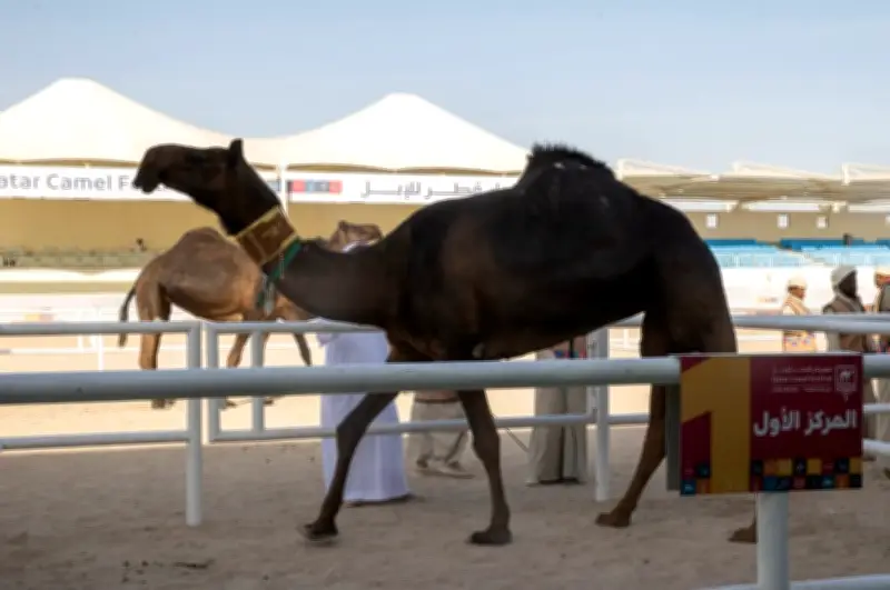السعودي عبدالعزيز بن سليم يتوّج بسيف شوط الجمّل في مهرجان قطر للخيل