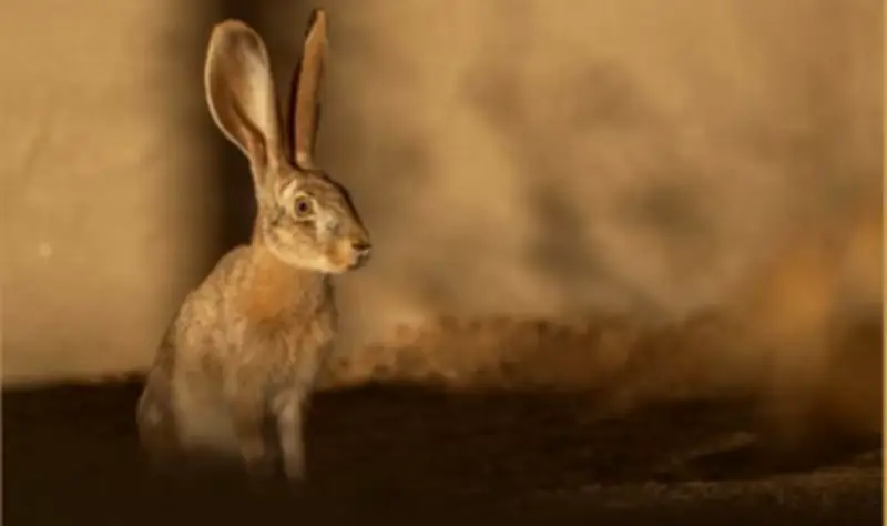 إعادة توطين الأرنب العربي في محمية الأمير محمد بن سلمان الملكية يعزز استعادة النظم البيئية الصحراوية