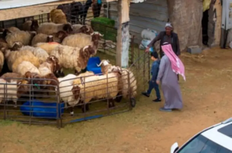 ازدهار حركة شراء الماشية في الحدود الشمالية استعدادًا لرمضان