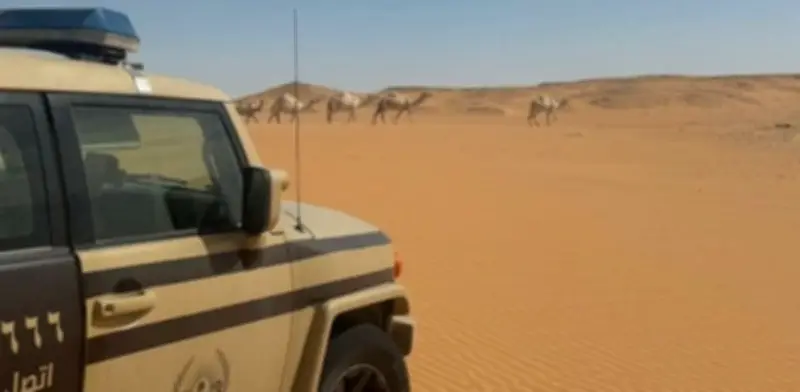 ضبط مخالف للرعي في محمية الإمام عبدالعزيز بن محمد الملكية وتطبيق عقوبات صارمة