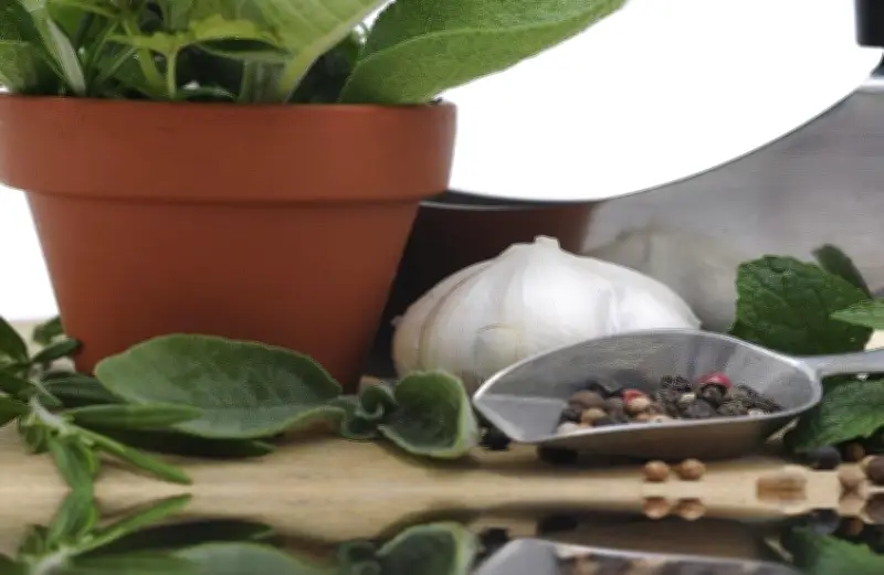 دراسة يابانية تكشف: النعناع والأوكالبتوس والفلفل الحار يحاربون الالتهابات بتأثير مضاعف