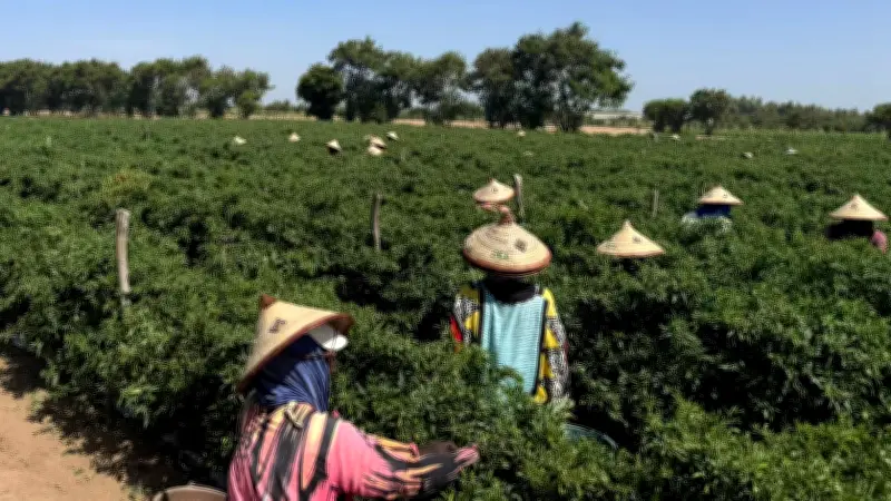 مزارع بريطانية في السنغال تزود المملكة المتحدة بالخضروات: فرص وتحديات بيئية