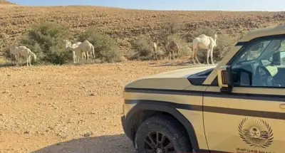 القوات الخاصة للأمن البيئي تضبط مواطنًا لرعي 12 متنًا من الإبل في محمية الملك عبدالعزيز الملكية