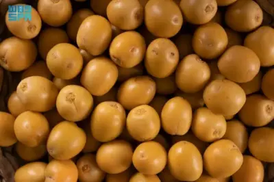 السعودية تعزز إنتاج التمور عالمياً بـ400 صنف و8.1 مليون نخلة