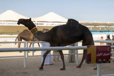 السعودي عبدالعزيز بن سليم يتوّج بسيف شوط الجمّل في مهرجان قطر للخيل