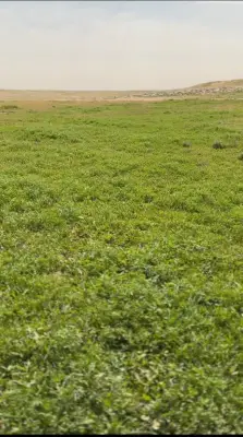 النفل والحرف يزينان رياض الصمان غرب الرفيعة ويستقطبان المتنزهين