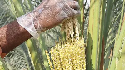 انطلاق موسم تلقيح النخيل في نجران لتعزيز إنتاج التمور وجودتها