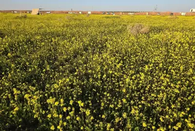 روضة أب الورود بالأسياح: واحة نباتية فريدة تزين شمال القصيم