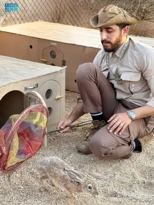الأمير محمد بن سلمان يعيد توطين الأرنب العربي لدعم التنوع الحيوي في المملكة