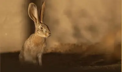 إعادة توطين الأرنب العربي في محمية الأمير محمد بن سلمان الملكية يعزز استعادة النظم البيئية الصحراوية