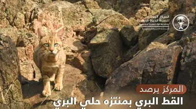 رصد زوج من القطط البرية النادرة في منتزه حلي بالقنفذة ضمن موائلها الطبيعية