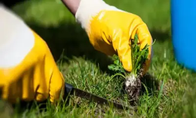 الإرشاد الزراعي يوضح خطوتين استباقيتين لمكافحة الحشائش قبل الزراعة