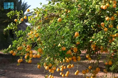 واحات العلا تحقق الاكتفاء الذاتي في المحاصيل الزراعية وتلبي احتياجات رمضان