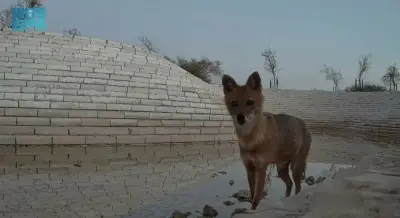 رصد تاريخي للذئب الذهبي لأول مرة في محمية الملك عبدالعزيز الملكية بالرياض