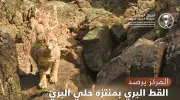 رصد زوج من القطط البرية النادرة في منتزه حلي بالقنفذة ضمن موائلها الطبيعية