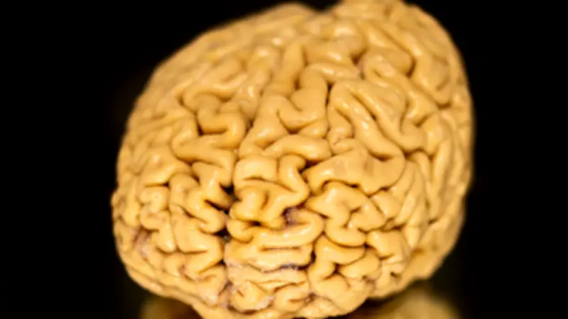 دراسة علمية تكشف: أدمغة المسنين المتميزين تحتوي على خلايا عصبية شابة تفوق الشباب