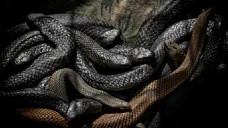 عثور على خمسة ثعابين داخل مكيف غرفة نوم في الهند: حادثة نادرة تثير الدهشة