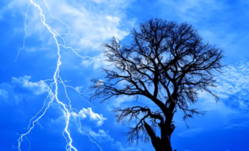 ظاهرة فريدة: أشجار تومض بأشعة فوق بنفسجية خلال العواصف الرعدية لأول مرة في الطبيعة