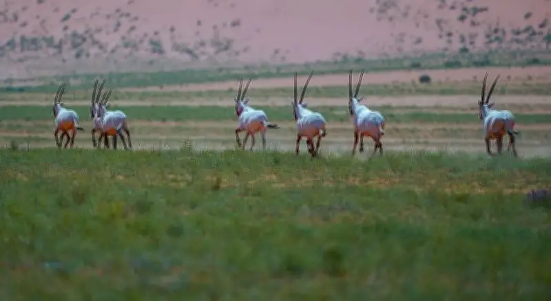 المركز الوطني للحياة الفطرية يطلق المرحلة الثالثة من مبادرة تصحيح أوضاع الكائنات غير المرخصة