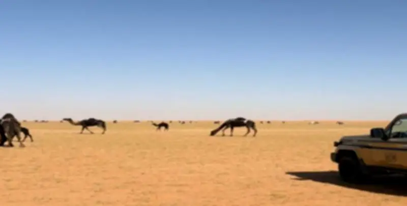 الأمن البيئي يضبط مواطنين خالفا تعليمات الرعي وإشعال النار في محميتين ملكيتين