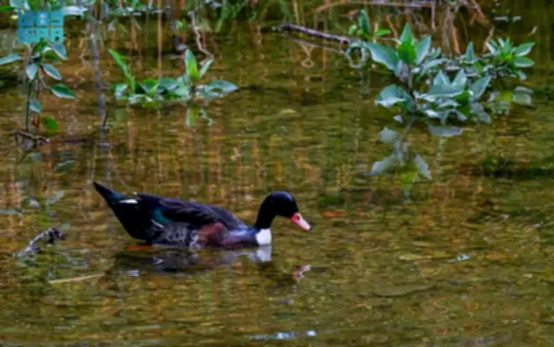 تدفق مياه الأمطار ينعش وادي الحمدة بالباحة ويعزز جاذبيته السياحية