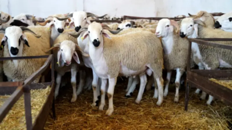 المغرب يطلق عملية مراقبة واسعة لمربي الأغنام والماعز ضمن برنامج إعادة تكوين القطيع الوطني