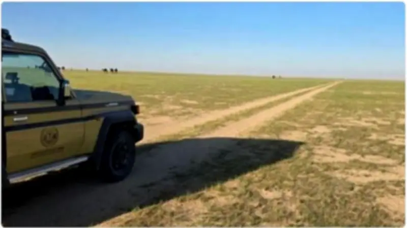 القوات الخاصة للأمن البيئي تضبط مواطنًا لرعي الإبل في محمية الملك عبدالعزيز الملكية