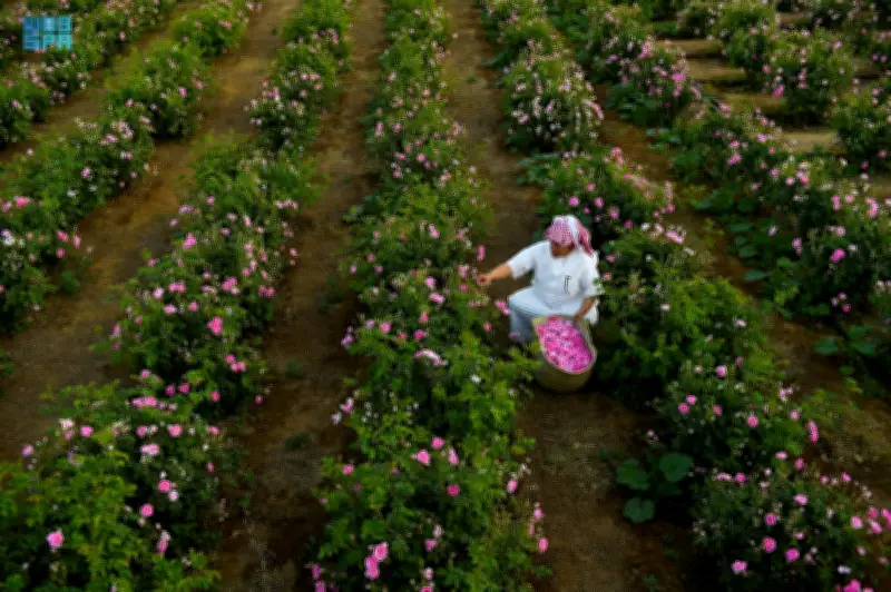 السعودية تطلق مشاريع زراعية ضخمة في جازان لتعزيز الأمن الغذائي والتنمية المستدامة