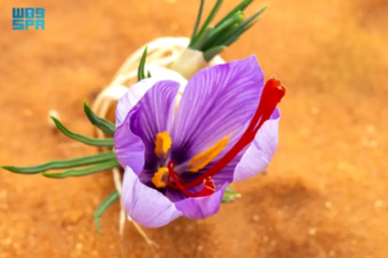 الزعفران السعودي يحقق اعتماداً دولياً وفق المعيار العالمي ISO 3632