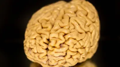 دراسة علمية تكشف: أدمغة المسنين المتميزين تحتوي على خلايا عصبية شابة تفوق الشباب