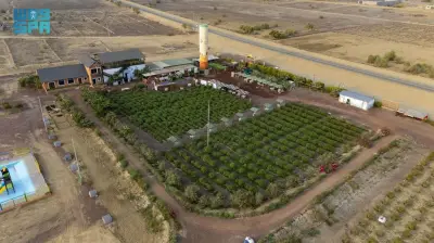 مزارع جازان الريفية تتحول إلى وجهة إفطار رمضانية وسط الحقول الخضراء