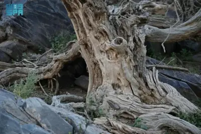 شجرة الأراك في العلا: مصدر السواك التقليدي ورمز التراث الثقافي والبيئي