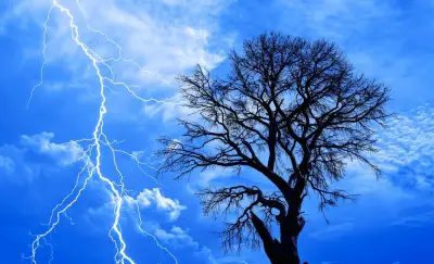 ظاهرة فريدة: أشجار تومض بأشعة فوق بنفسجية خلال العواصف الرعدية لأول مرة في الطبيعة