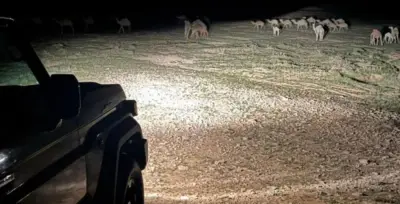 الأمن البيئي يضبط مخالفات رعي وإشعال نار ويشدد الغرامات في المحميات الملكية