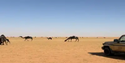 الأمن البيئي يضبط مواطنين خالفا تعليمات الرعي وإشعال النار في محميتين ملكيتين