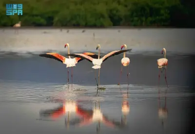 جزر فرسان السعودية تنضم إلى القائمة الخضراء العالمية لحماية الطبيعة