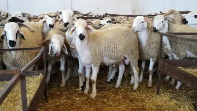 المغرب يطلق عملية مراقبة واسعة لمربي الأغنام والماعز ضمن برنامج إعادة تكوين القطيع الوطني