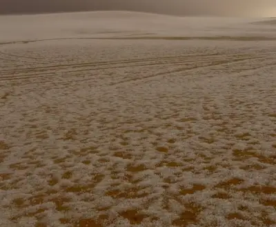 هجرة الطويلة بالأحساء تكتسي بجمال الأمطار وانخفاض الحرارة في أجواء شتوية ساحرة