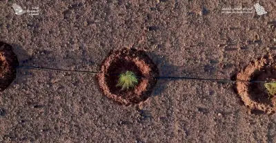 السعودية تنجح في تأهيل مليون هكتار ضمن البرنامج الوطني للتشجير