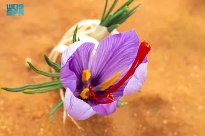 الزعفران السعودي يحقق اعتماداً دولياً وفق المعيار العالمي ISO 3632