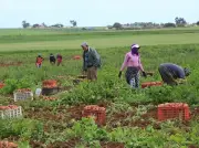 مأساة جديدة في المغرب: مصرع 5 وإصابة 9 في انقلاب سيارة نقل عمال زراعيين