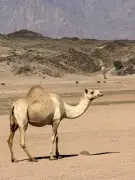 دراسة جديدة تكشف: تنوع النباتات يعزز قدرة المراعي الجافة على تحمل ضغط الرعي