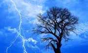 ظاهرة فريدة: أشجار تومض بأشعة فوق بنفسجية خلال العواصف الرعدية لأول مرة في الطبيعة