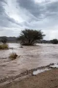 أمطار متوسطة تجري الأودية والشعاب في محافظة القويعية