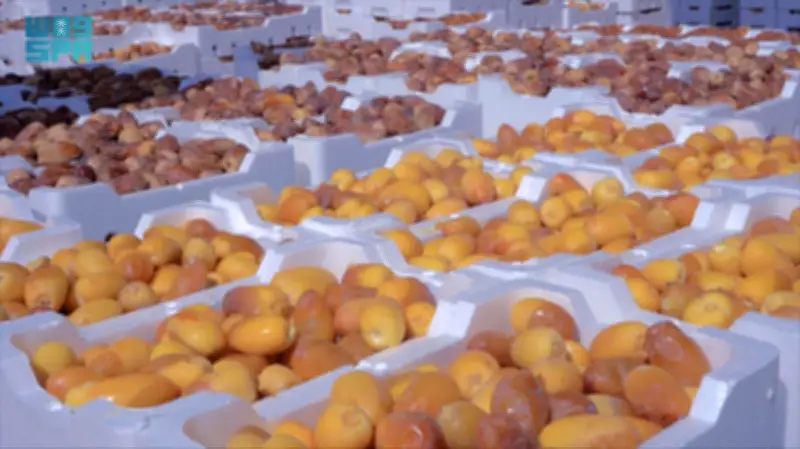 صادرات التمور السعودية ترتفع 14.3% إلى 1.938 مليار ريال في 2025