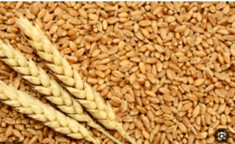 تفاؤل بنهاية الحرب يدفع أسعار الحبوب للتراجع في شيكاغو مع انخفاض القمح بنسبة 2.4%