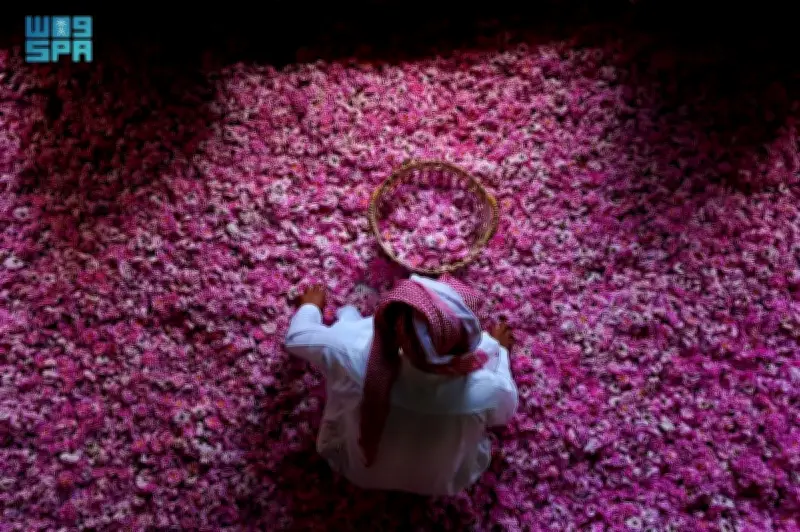 موسم قطف الورد في الطائف ينتج أكثر من 550 مليون وردة من 910 مزرعة