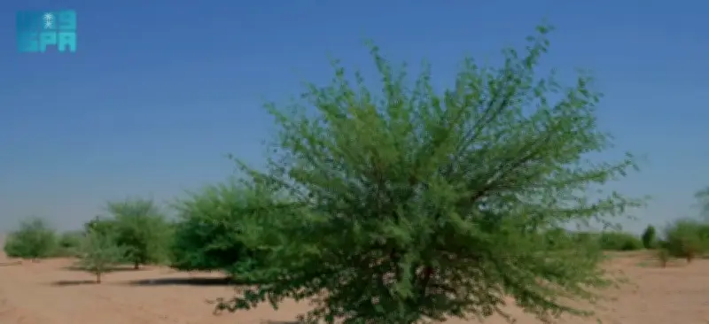 السعودية تعيد تأهيل 614 ألف هكتار وتتجاوز 60% من الهدف الوطني للغطاء النباتي